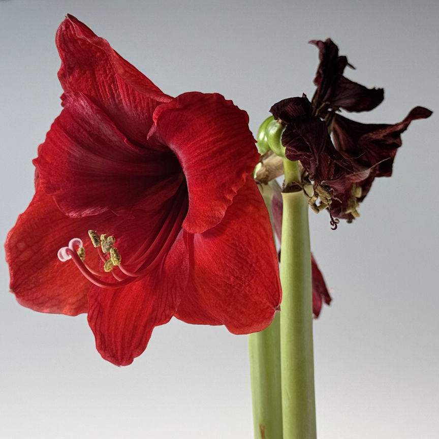 Photographed with the SmallRig iPhone cage attached to the camera/light pole in this tabletop set up. 